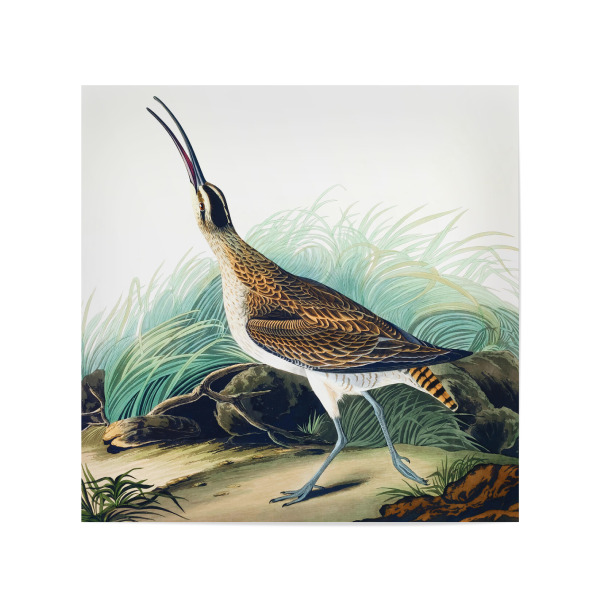 Poster 20x20 cm "Hudsonischer Brachvogel" artboxONE - Natur,Für Kinder,Tiere,Für Mama,Für Papa