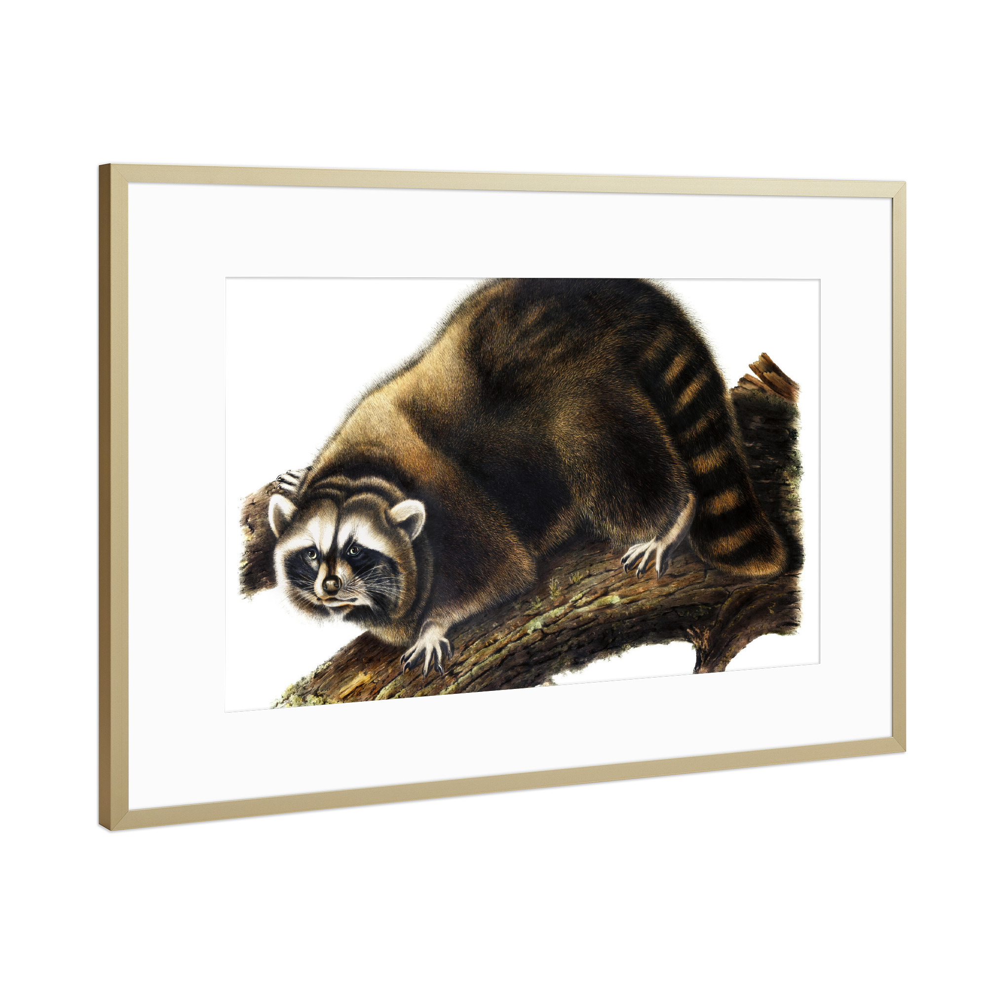 Poster mit Rahmen Gold "Procyon Lotor" artboxONE - Natur,Für Kinder,Tiere,Für Mama,Für Papa