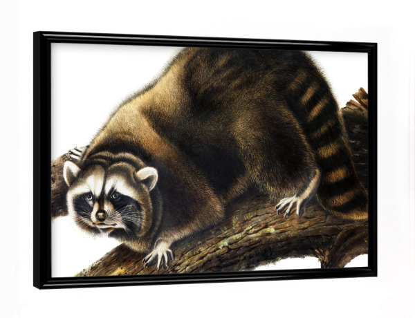 Poster mit schwarzem Rahmen "Procyon Lotor" artboxONE - Natur,Für Kinder,Tiere,Für Mama,Für Papa