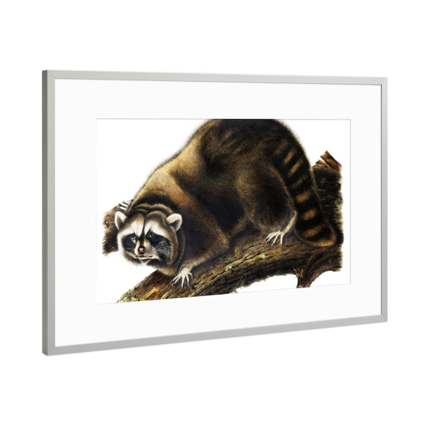 Poster mit Rahmen Silber "Procyon Lotor" artboxONE - Natur,Für Kinder,Tiere,Für Mama,Für Papa