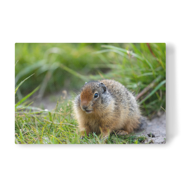 Leinwandbild "Erdhörnchen in Kanada" artboxONE - Tiere