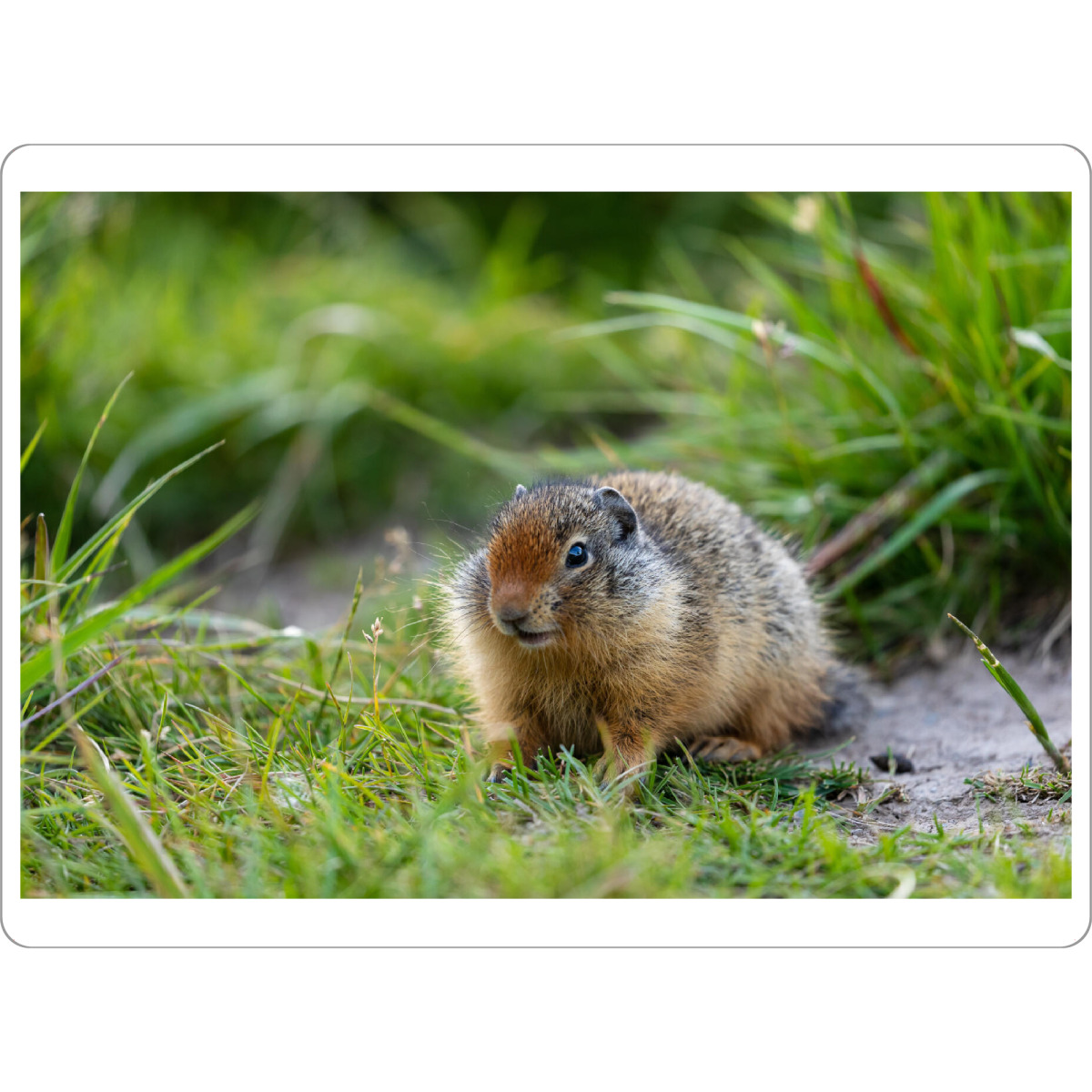 Tischset "Erdhörnchen in Kanada" artboxONE - Tiere
