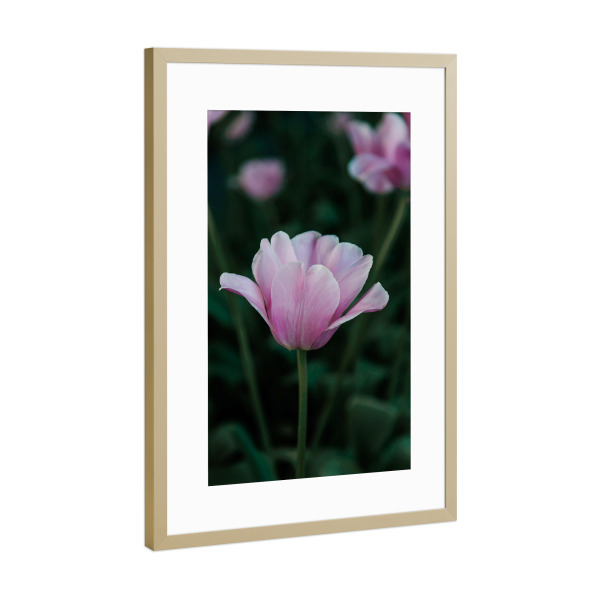 Poster mit Rahmen Gold "Gartentulpe" artboxONE - Natur,Floral - Garten,Gartentulpe,Tulpe,Natur,Blume,Blüte,Blumen,Tulpen,Rosa,Pink,Flora,Floral
