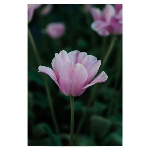 Poster 30x20 cm "Gartentulpe" artboxONE - Natur,Floral - Garten,Gartentulpe,Tulpe,Natur,Blume,Blüte,Blumen,Tulpen,Rosa,Pink,Flora,Floral