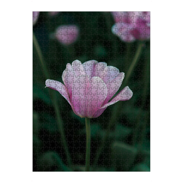 artboxONE Puzzle "Gartentulpe" artboxONE - Natur,Floral - Garten,Gartentulpe,Tulpe,Natur,Blume,Blüte,Blumen,Tulpen,Rosa,Pink,Flora,Floral