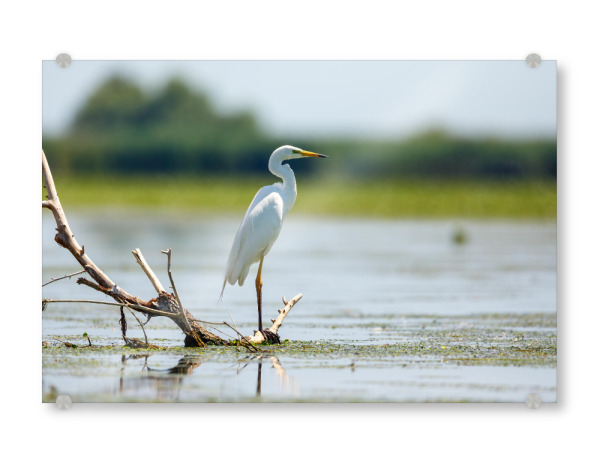 Acrylglasbild "Silberreiher" artboxONE - Natur,Tiere - Reiher,Silberreiher,Wildlife,Vogel,Wildnis,Donaudelta,Sumpf