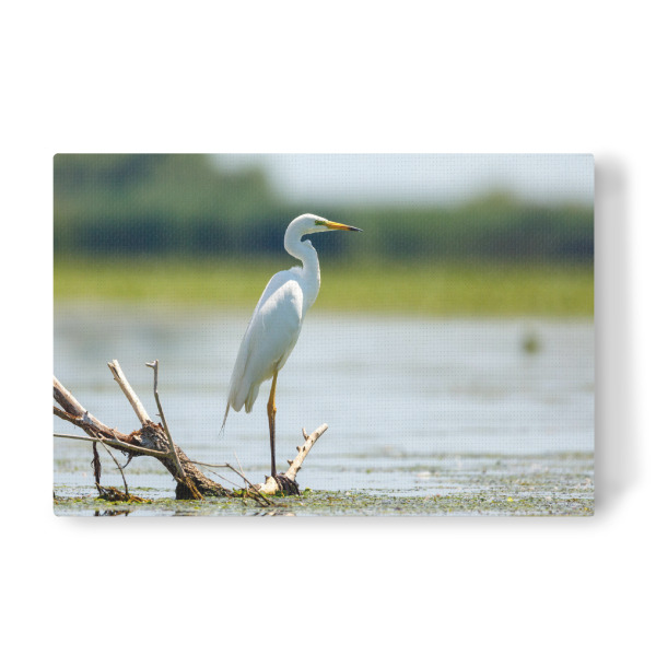 Leinwandbild "Silberreiher" artboxONE - Natur,Tiere - Reiher,Silberreiher,Wildlife,Vogel,Wildnis,Donaudelta,Sumpf