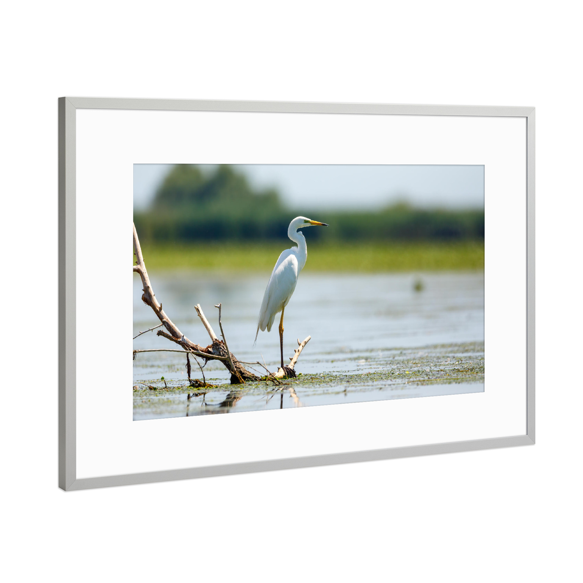 Poster mit Rahmen Silber "Silberreiher" artboxONE - Natur,Tiere - Reiher,Silberreiher,Wildlife,Vogel,Wildnis,Donaudelta,Sumpf