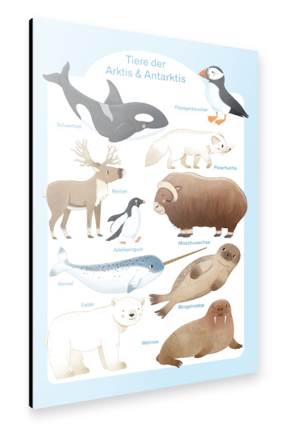 Alu-Dibond "Tiere der Arktis und Antarktis" 30x20 cm artboxONE