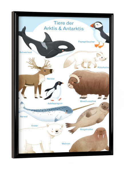 Poster mit schwarzem Rahmen "Tiere der Arktis und Antarktis" artboxONE - Natur,Reise,Für Kinder