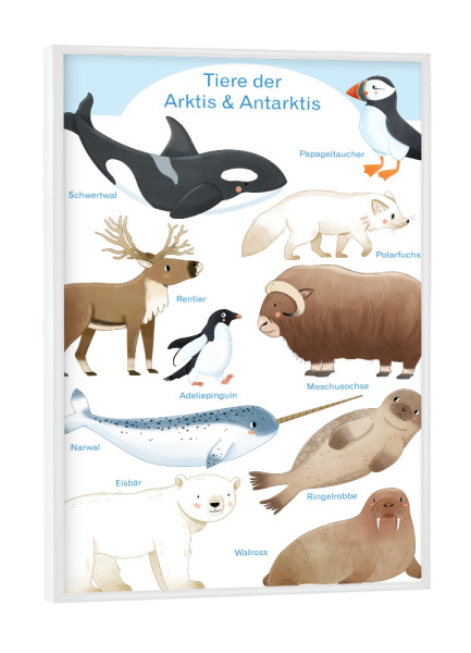 Poster mit weißem Rahmen "Tiere der Arktis und Antarktis" artboxONE - Natur,Reise,Für Kinder