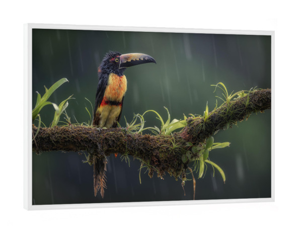 Poster mit weißem Rahmen "Halsbandarassari im Regen" artboxONE - Natur,Tiere