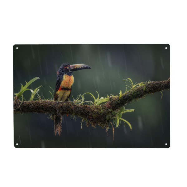 Metall Poster "Halsbandarassari im Regen" artboxONE - Natur,Tiere - Vogel,Urwald,Regenwald,Costa rica,Wildlife,Dschungel,Tukan,Sommer,Tier,Pflanze