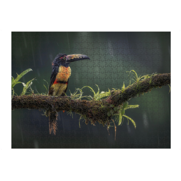 artboxONE Puzzle "Halsbandarassari im Regen" artboxONE - Natur,Tiere