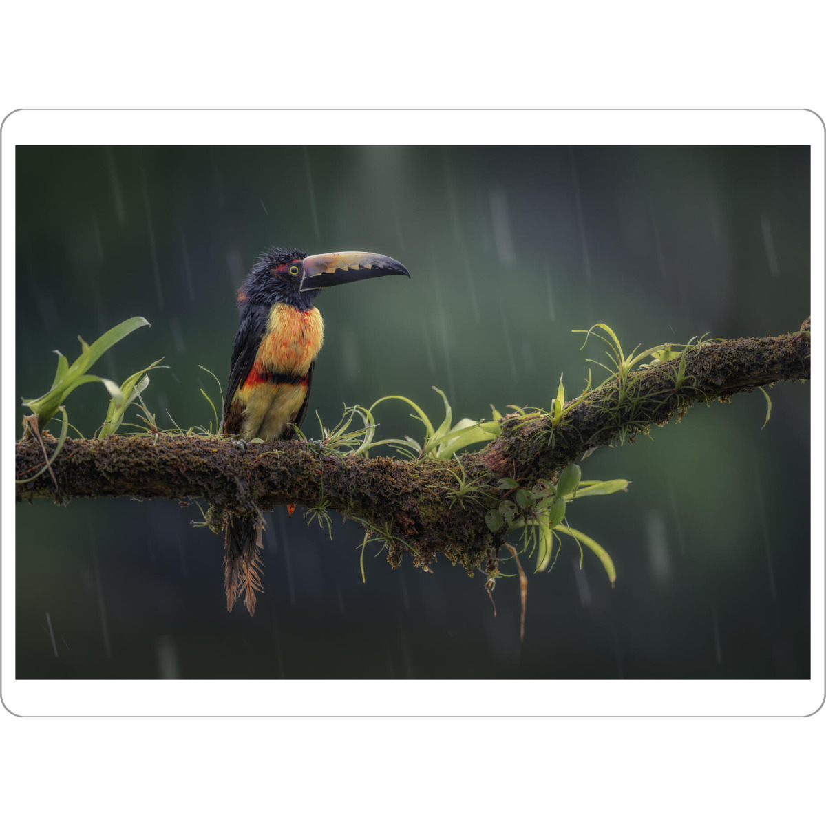 Tischset "Halsbandarassari im Regen" artboxONE - Natur,Tiere - Vogel,Urwald,Regenwald,Costa rica,Wildlife,Dschungel,Tukan,Sommer,Tier,Pflanze