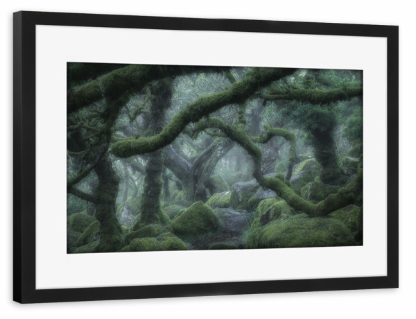 Poster mit Rahmen schwarz "Der verwunschene Wald" artboxONE - Natur,Reise - Wald,Bäume,Eichen,England,Mystisch,Landschaft,Natur,Grün,Moos,Nebel