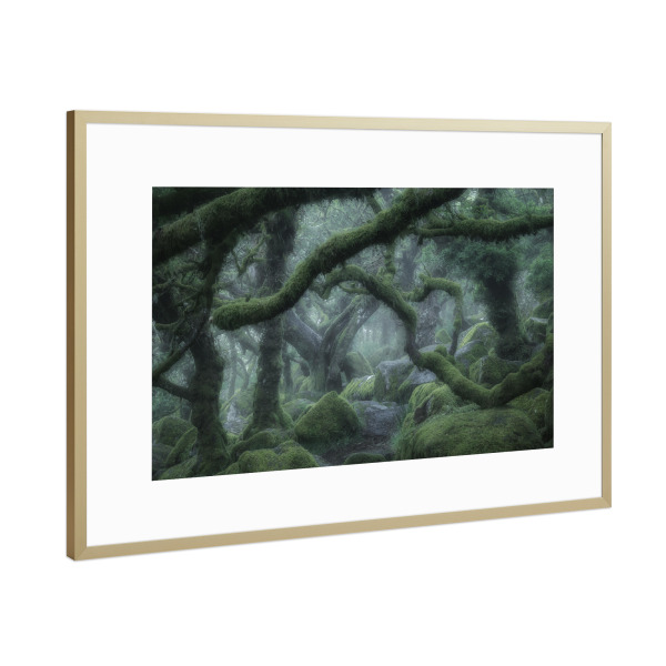Poster mit Rahmen Gold "Der verwunschene Wald" artboxONE - Natur,Reise - Wald,Bäume,Eichen,England,Mystisch,Landschaft,Natur,Grün,Moos,Nebel