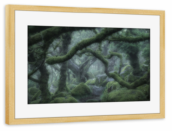 Poster mit Rahmen kiefer "Der verwunschene Wald" artboxONE - Natur,Reise - Wald,Bäume,Eichen,England,Mystisch,Landschaft,Natur,Grün,Moos,Nebel
