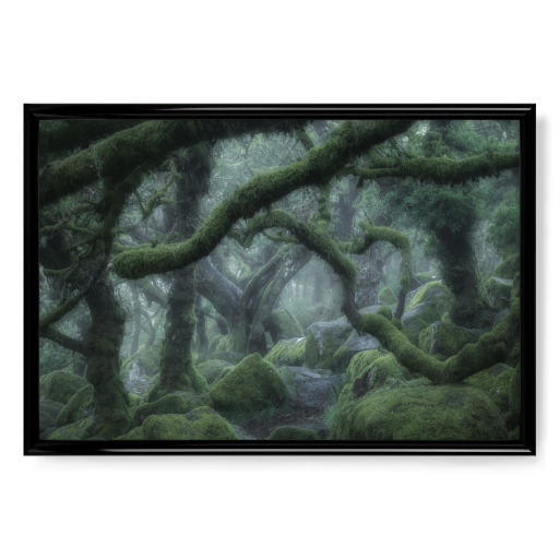 Der verwunschene Wald