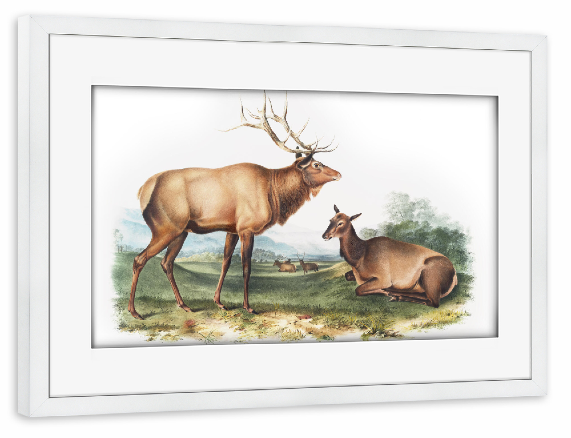 Poster mit Rahmen weiß "Amerikanischer Elch" artboxONE - Natur,Für Kinder,Tiere,Für Mama,Für Papa