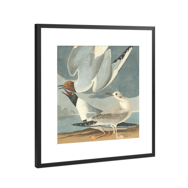 Poster mit Rahmen Schwarz (Metallic) "Bonapartische Möwe" artboxONE - Natur,Für Kinder,Tiere,Für Mama,Für Papa