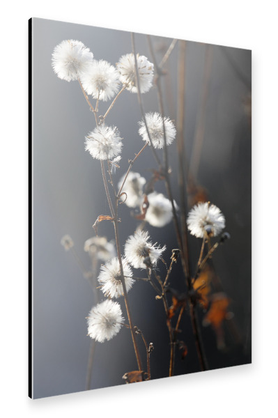 Alu-Dibond "Trockenblumen Naturtöne Sommer" 30x20 cm artboxONE
