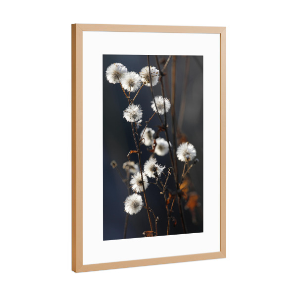 Poster mit Rahmen Kupfer "Trockenblumen Naturtöne Sommer" artboxONE - Natur,Floral