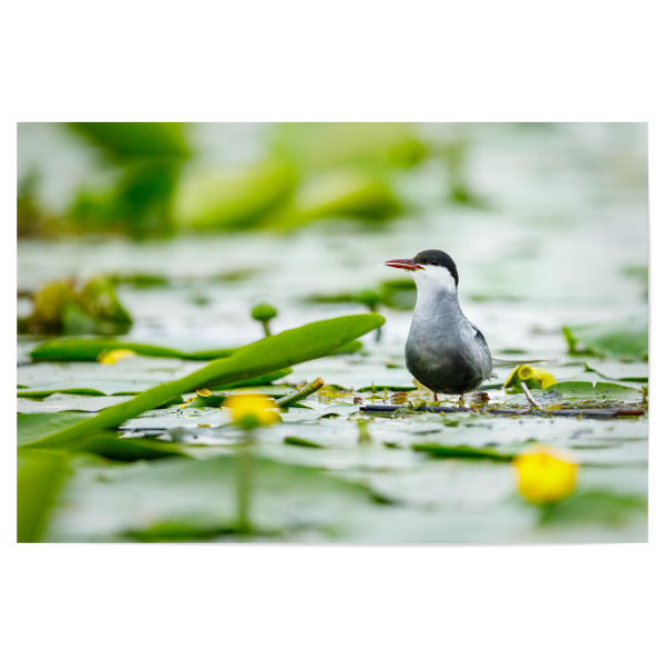 Poster "Seeschwalbe im Donaudelta" artboxONE - Tiere - Seeschwalbe,Vogel,Donaudelta,Wildlife,Wildnis,Küstenseeschwalbe,Schwalbe