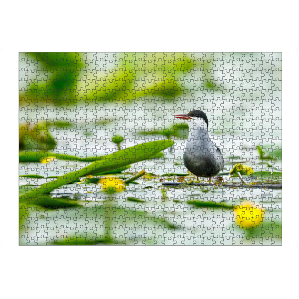 Puzzle Ravensburger "Seeschwalbe im Donaudelta" artboxONE - Tiere - Seeschwalbe,Vogel,Donaudelta,Wildlife,Wildnis,Küstenseeschwalbe,Schwalbe