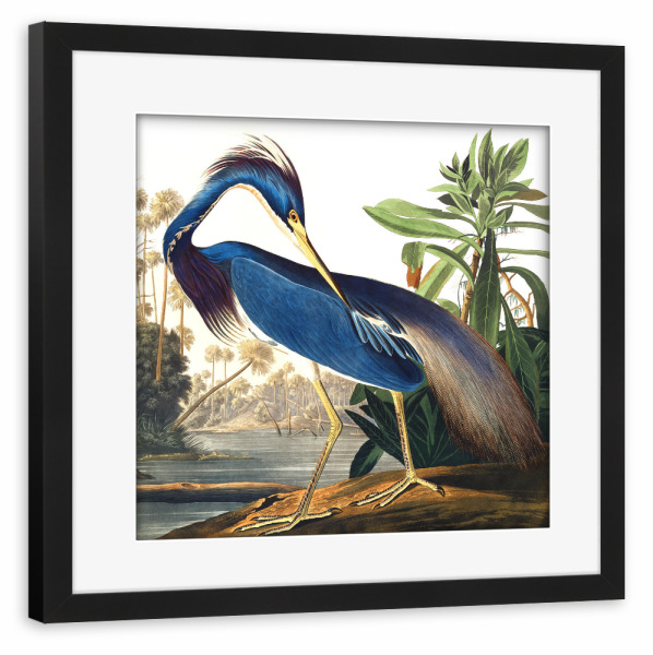 Poster mit Rahmen schwarz "Louisiana-Reiher" artboxONE - Natur,Für Kinder,Tiere,Für Mama,Für Papa