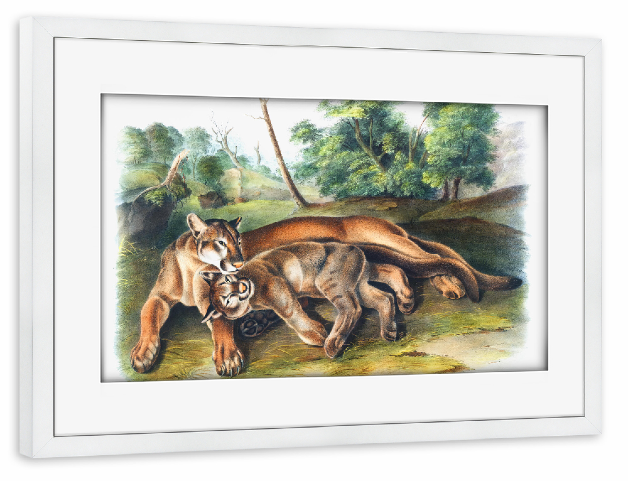 Poster mit Rahmen weiß "Puma concolor" artboxONE - Natur,Für Kinder,Tiere,Für Mama,Für Papa