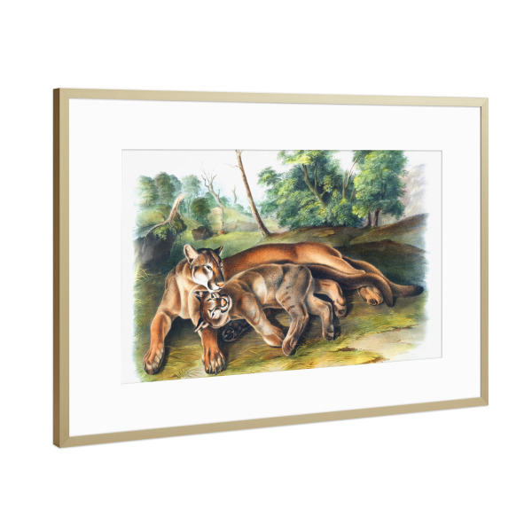 Poster mit Rahmen Gold "Puma concolor" artboxONE - Natur,Für Kinder,Tiere,Für Mama,Für Papa