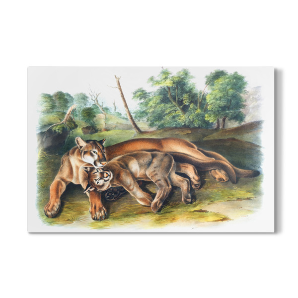 Galerie-Print "Puma concolor" 30x20 cm artboxONE