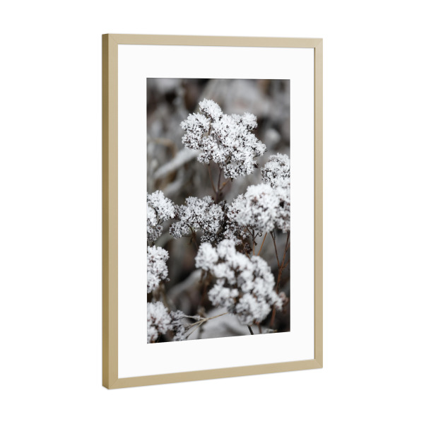 Poster mit Rahmen Gold "Blume mit Schnee im Winter" artboxONE - Natur,Floral,Abstrakt,Schwarzweiß