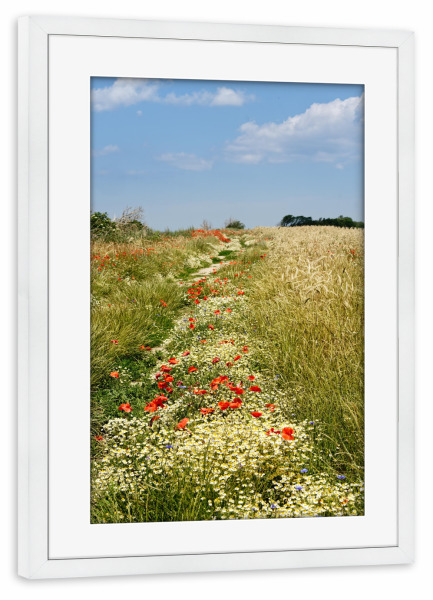 Poster mit Rahmen weiß "Sommerwiese auf Rügen" artboxONE - Natur,Reise