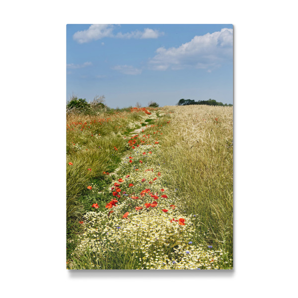 Galerie-Print "Sommerwiese auf Rügen" 30x20 cm artboxONE