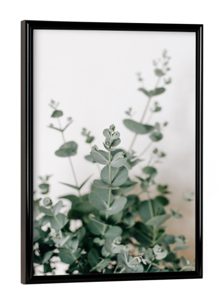 Poster mit schwarzem Rahmen "Nahaufnahme - Eukalyptus" artboxONE - Natur,Floral