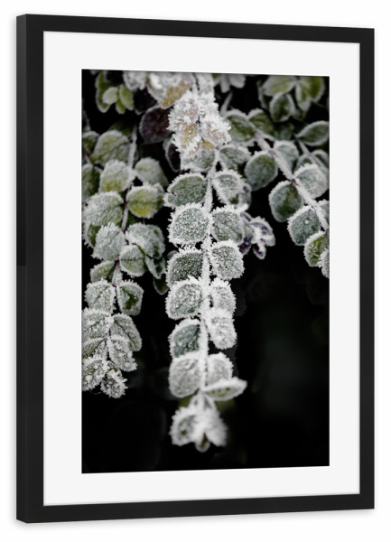 Poster mit Rahmen schwarz "Blätter mit Raureif im Winter" artboxONE - Natur,Floral