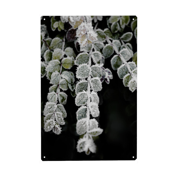 Holzbild "Blätter mit Raureif im Winter" artboxONE - Natur,Floral