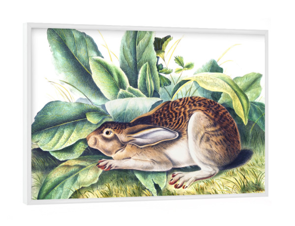 Poster mit weißem Rahmen "Schwarzschwanzhase" artboxONE - Natur,Für Kinder,Tiere,Für Mama,Für Papa