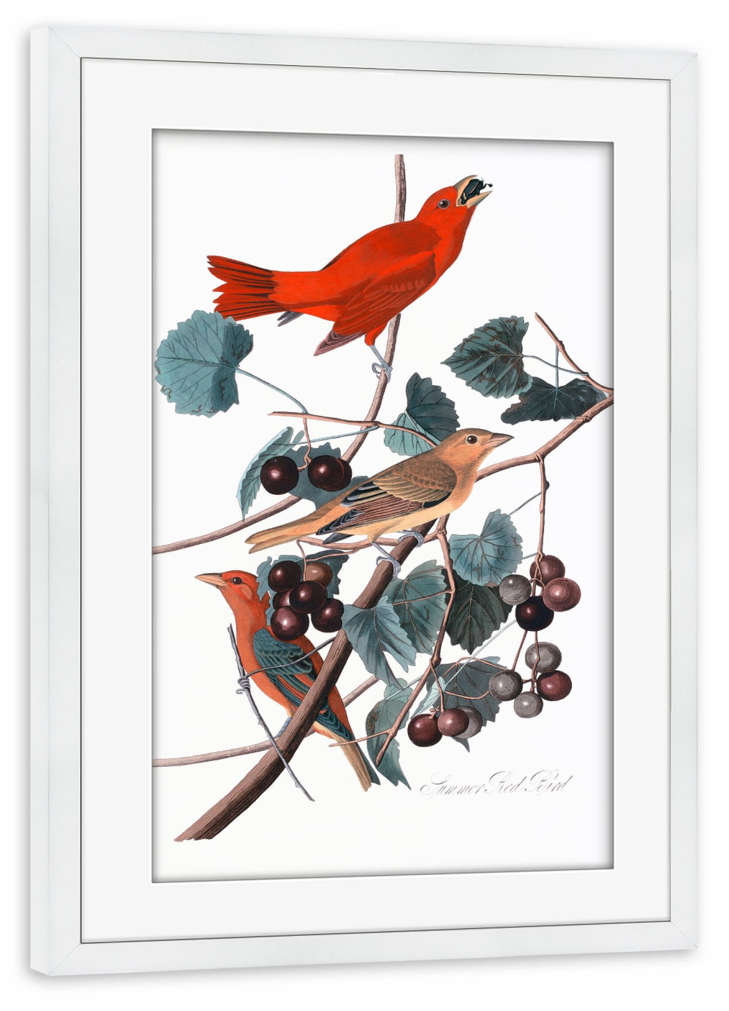 Poster mit Rahmen weiß "Sommerroter Vogel" artboxONE - Natur,Für Kinder,Tiere,Für Mama,Für Papa