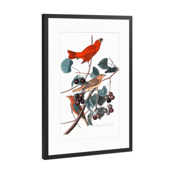 Poster mit Rahmen Schwarz (Metallic) "Sommerroter Vogel" artboxONE - Natur,Für Kinder,Tiere,Für Mama,Für Papa