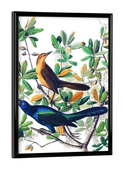 Poster mit schwarzem Rahmen "Grackel mit Bootsschwanz" artboxONE - Natur,Für Kinder,Tiere,Für Mama,Für Papa