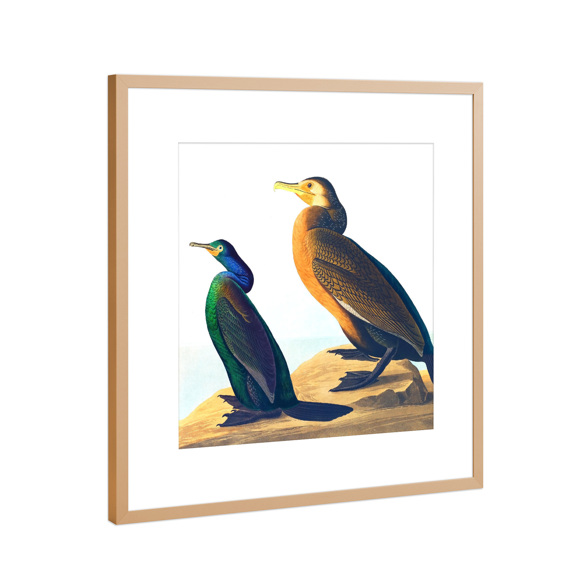 Poster mit Rahmen Kupfer "Violettgrüner Kormoran" artboxONE - Natur,Für Kinder,Tiere,Für Mama,Für Papa