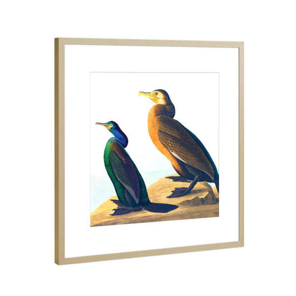 Poster mit Rahmen Gold "Violettgrüner Kormoran" artboxONE - Natur,Für Kinder,Tiere,Für Mama,Für Papa