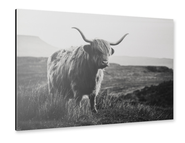 Alu-Dibond "Schottisches Hochlandrind sw" 30x20 cm artboxONE