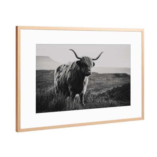 Poster mit Rahmen Kupfer "Schottisches Hochlandrind sw" artboxONE - Natur,Reise,Tiere