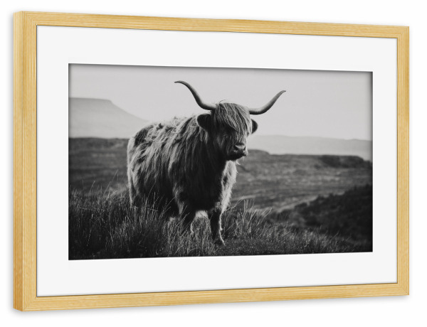 Poster mit Rahmen kiefer "Schottisches Hochlandrind sw" artboxONE - Natur,Reise,Tiere
