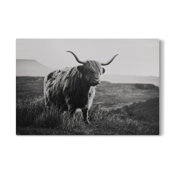 Galerie-Print "Schottisches Hochlandrind sw" 30x20 cm artboxONE
