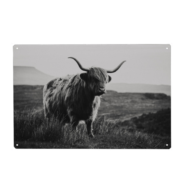 Holzbild "Schottisches Hochlandrind sw" artboxONE - Natur,Reise,Tiere